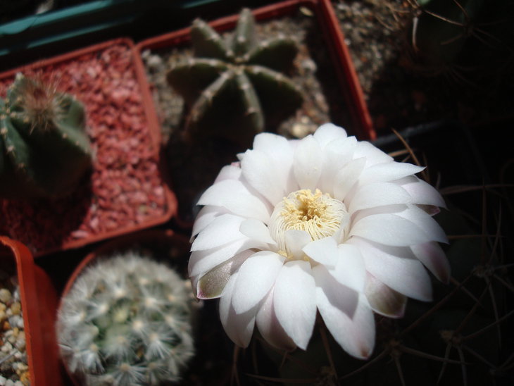Gymnocalycium eurypleurum