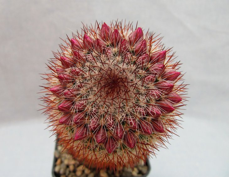 Mammillaria magnifica