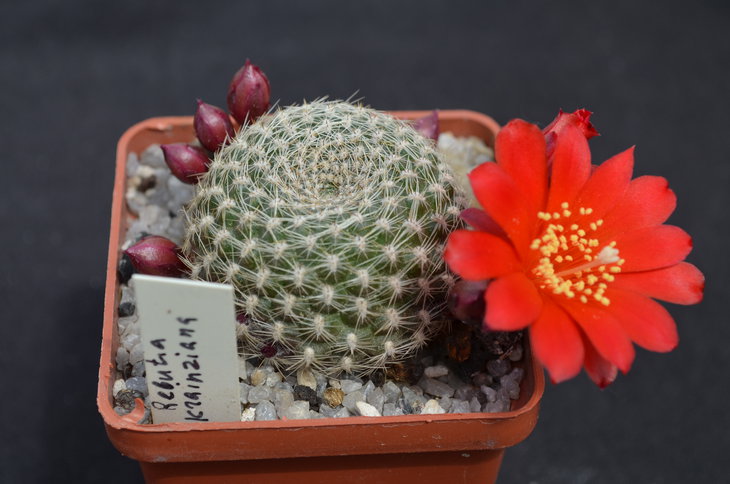 Rebutia krainziana