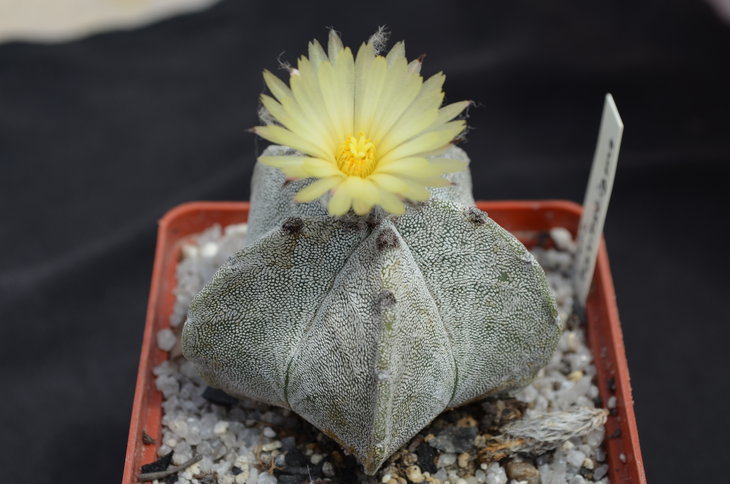 Astrophytum myriostygma