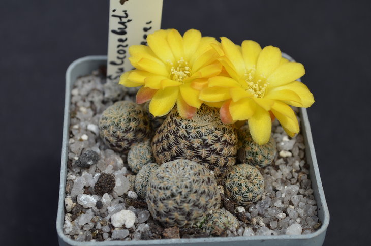 Sulcorebutia langeri