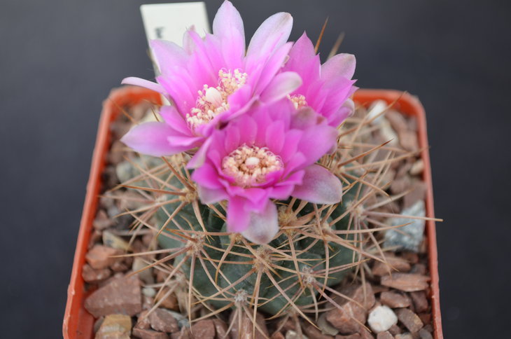 Gymnocalycium neuhuberi
