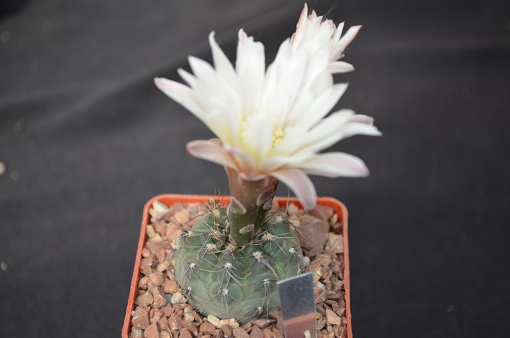 Gymnocalycium забыл