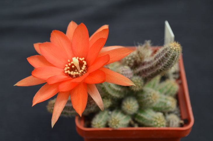 Hamecereus silvestrii