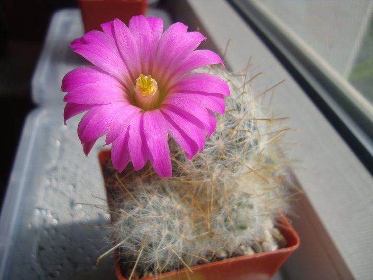 Mammillaria guelzowiana v. robustior