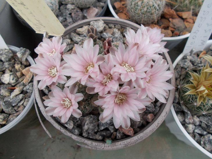Gymnocalycium bruchii.JPG