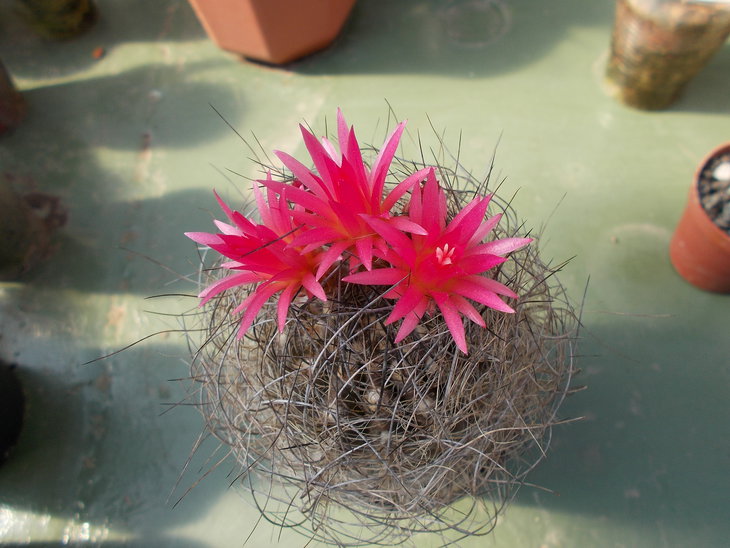 Neoporteria gerocephala.JPG