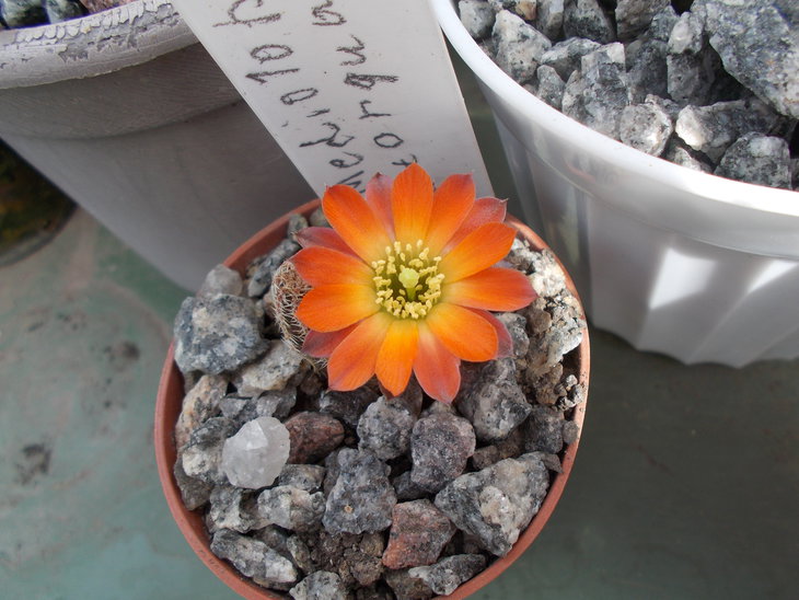 Mediolobivia torquata FR 1117.JPG