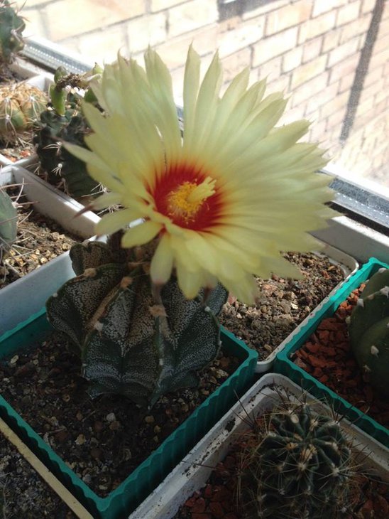 Astrophytum capricorne.jpg