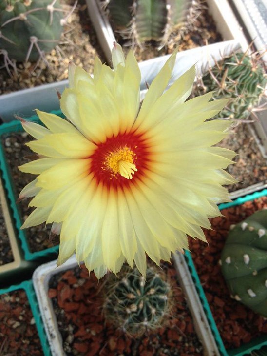 Astrophytum capricorne (2).jpg