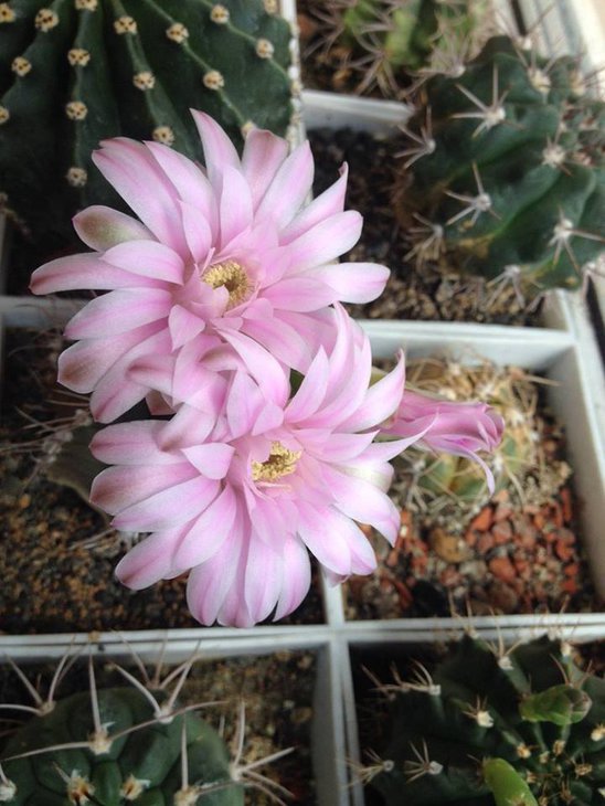 Gymnocalycium mihanovichii.jpg