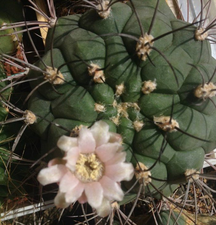 Gymnocalycium saglione.jpg