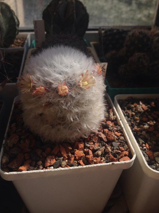 Mammillaria bocasana v. multilanata.jpg