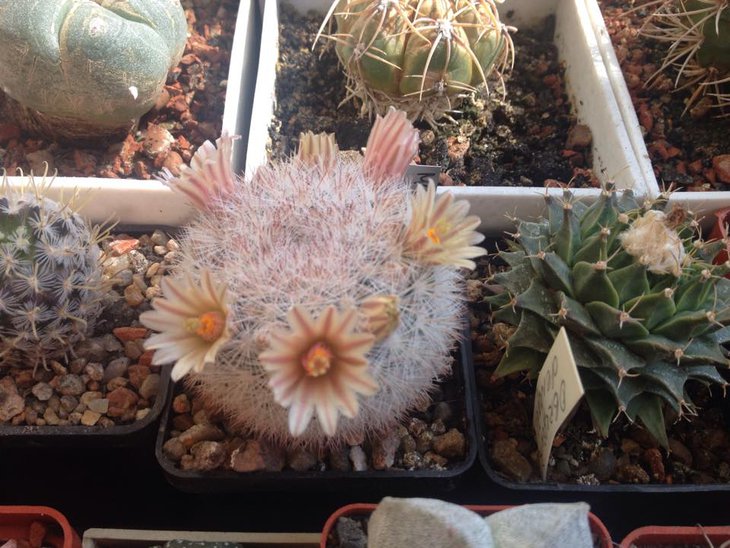 Mammillaria candida.jpg