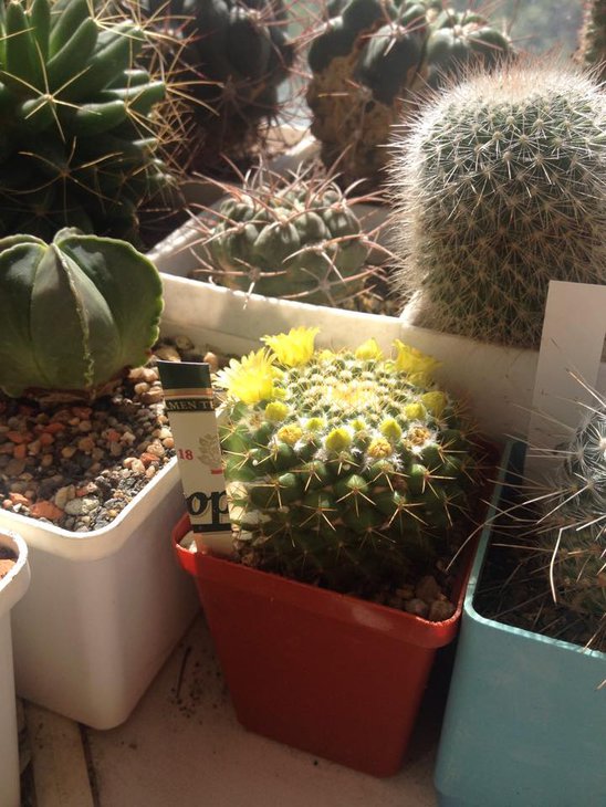 Mammillaria marksiana.jpg