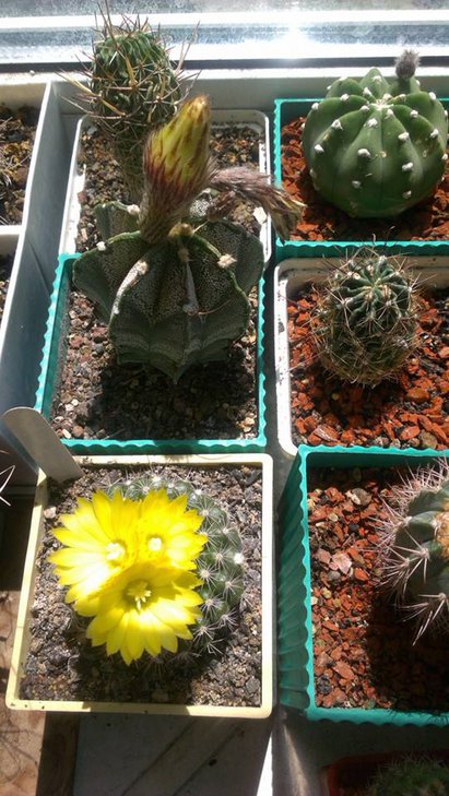 PARODIA formosa (2).jpg