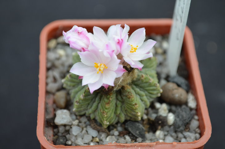 Aztekium ritteri