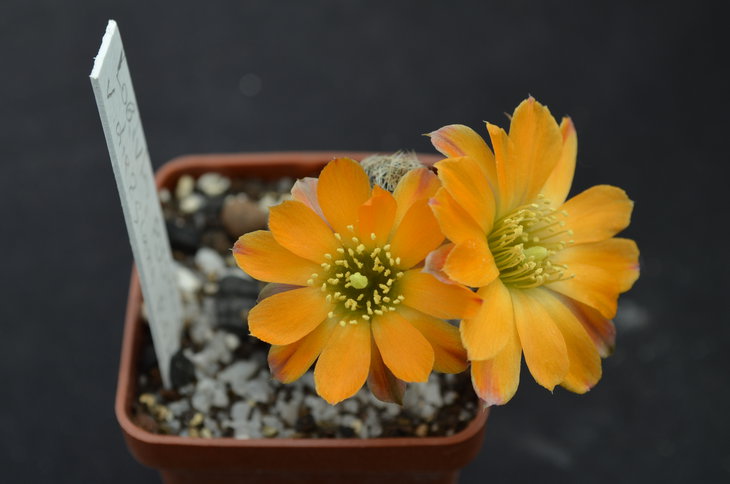 Lobivia pigmea v. diersiana