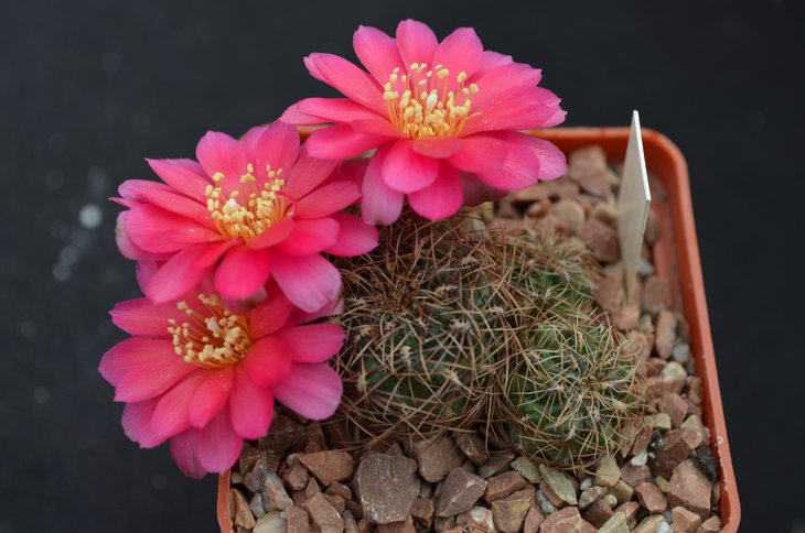 Sulcorebutia steinbachii HS 89