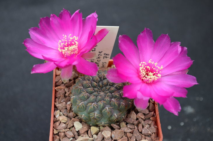 Sulcorebutia pulhra