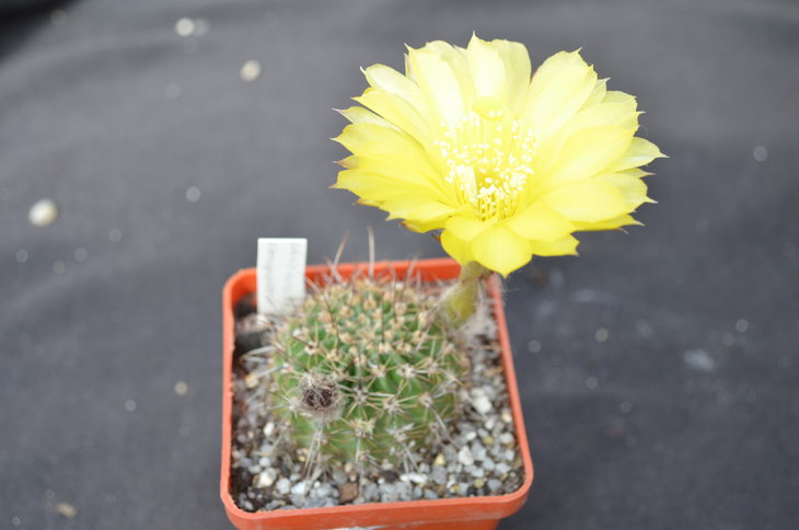 Lobivia aurea v. sierragrandensis