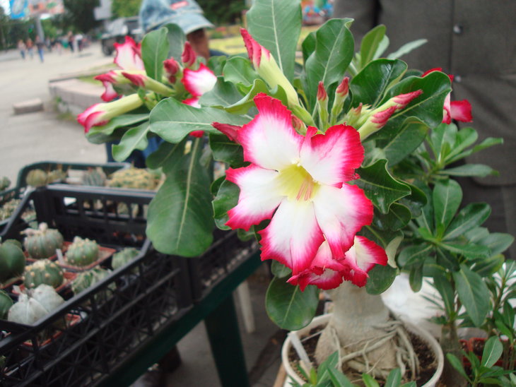 DSC04836.JPG