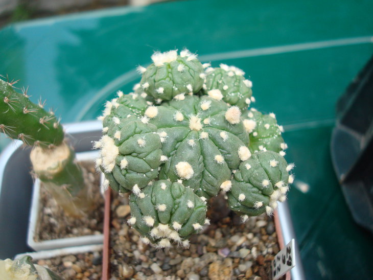DSC04880.JPG