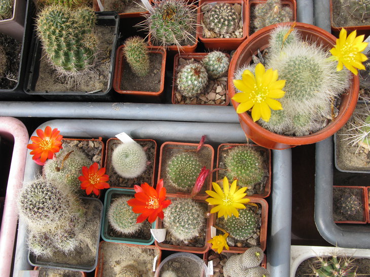 Rebutia, Aylostera