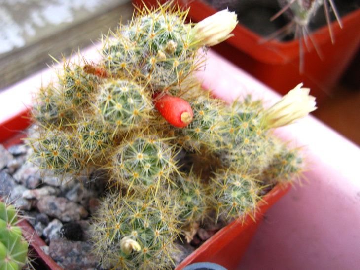 M.prolifera