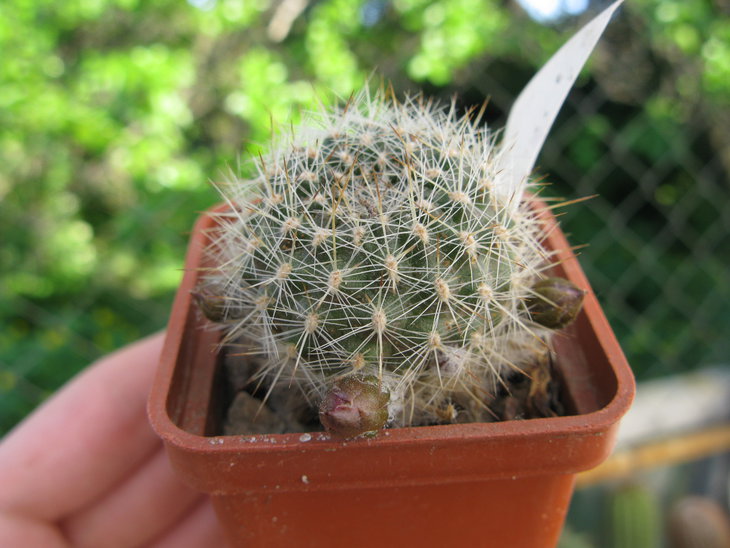 Aylostera sp