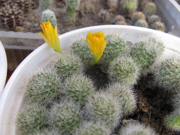 R.senilis kesselringiana