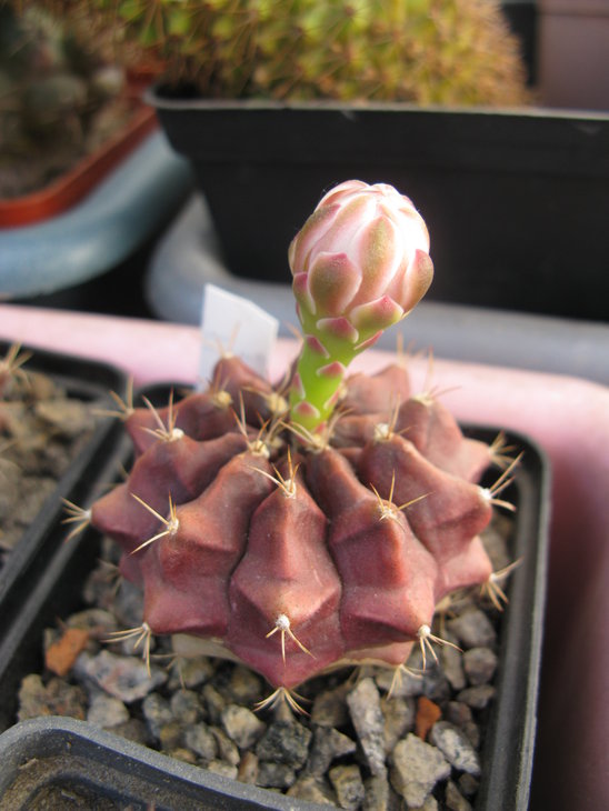 G.damsii San Jose