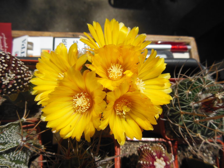 DSCN4295.JPG