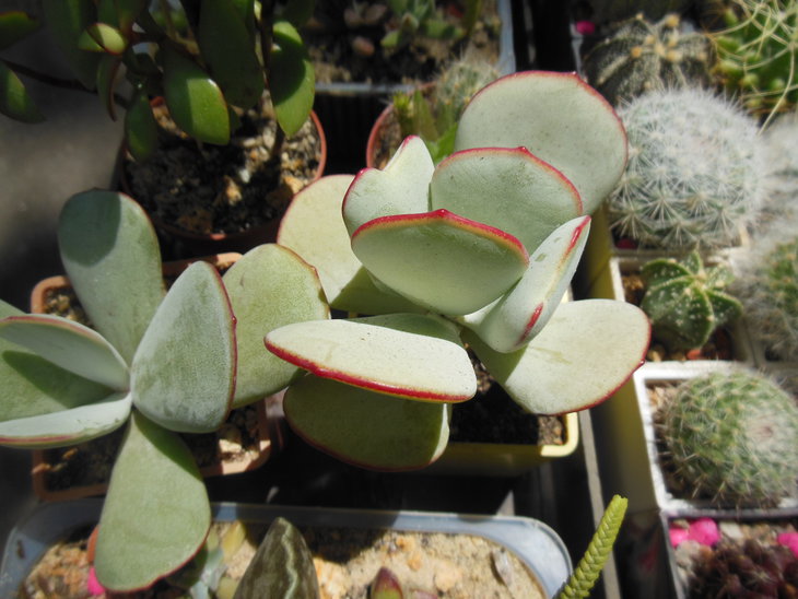 DSCN4296.JPG