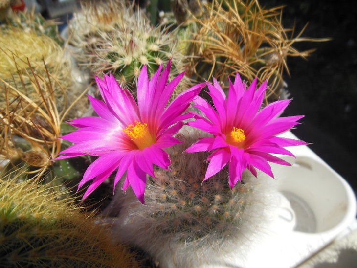 DSCN4312.JPG