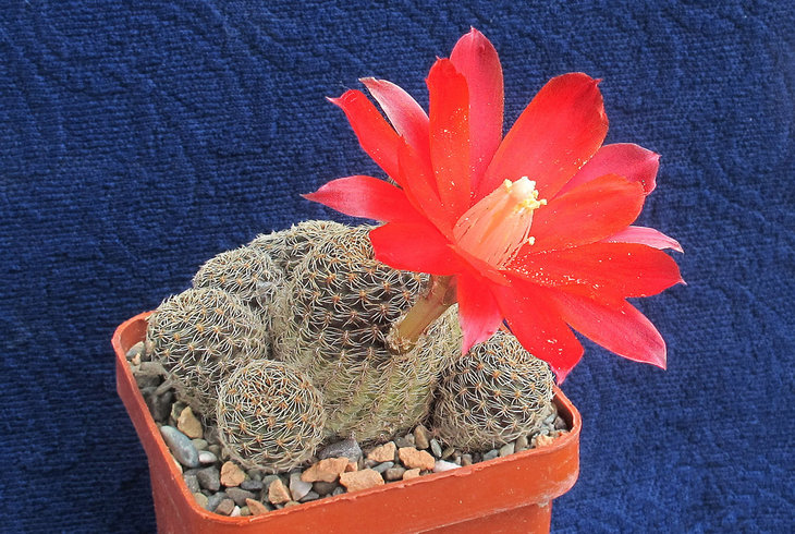 Aylostera heliosa v.condorensis