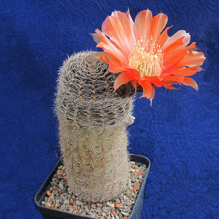 Lobivia famatimensis v.densispina