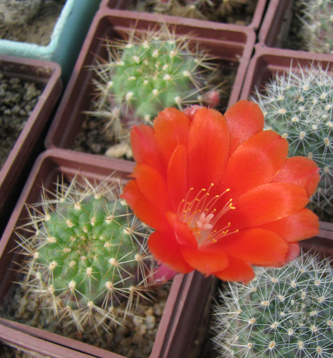 Rebutia kupperiana WR 324