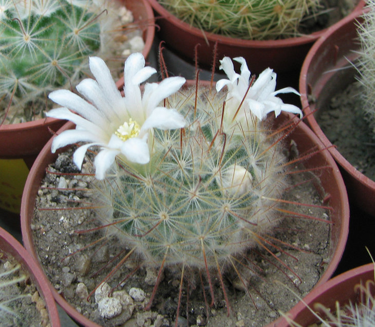 Mammillaria pennispinosa первое цветение