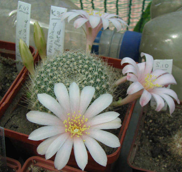 Rebutia krainziana albiflora