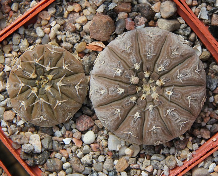 G.platygonum STO474 San Salvador Cat