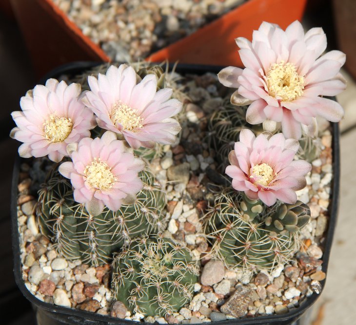 G.gerthii VG295 Luyaba Cord. 1035m