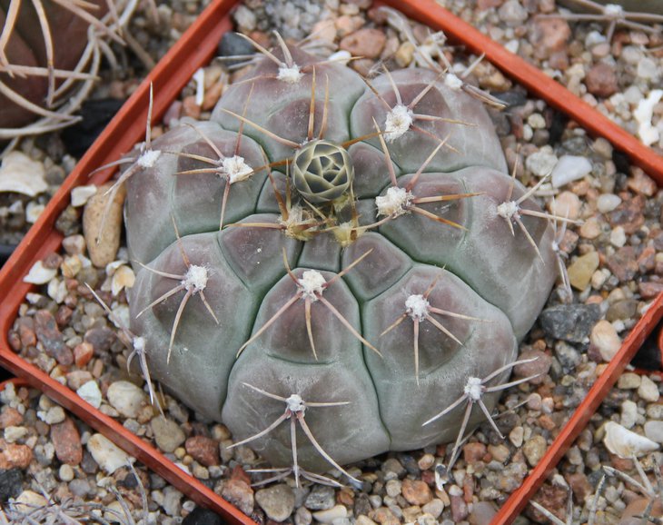G.capilaense mucidum GN383-1281 El Portero PILTZ