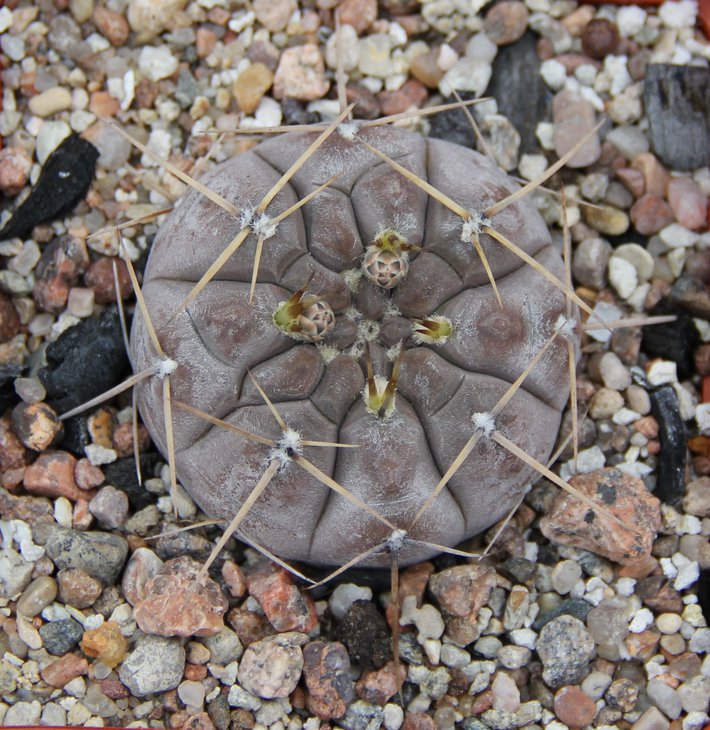 G.borthii nogolense VG684
