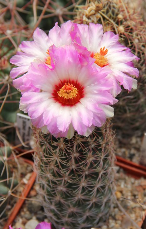 T.bicolor zwackii CZ043.JPG
