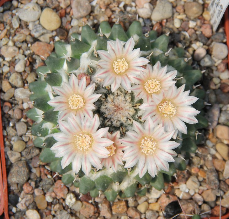 M.sempervivi.JPG