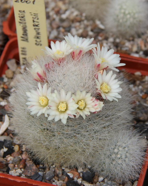 M.schwartsii.JPG