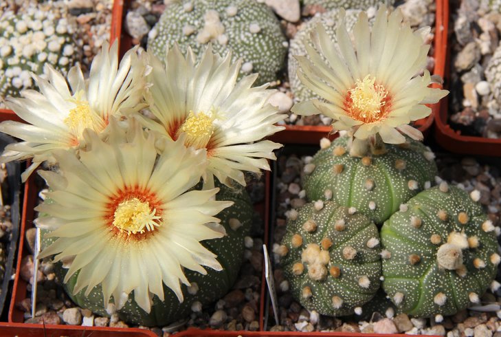 A.asterias Rio Grande Cyti.JPG