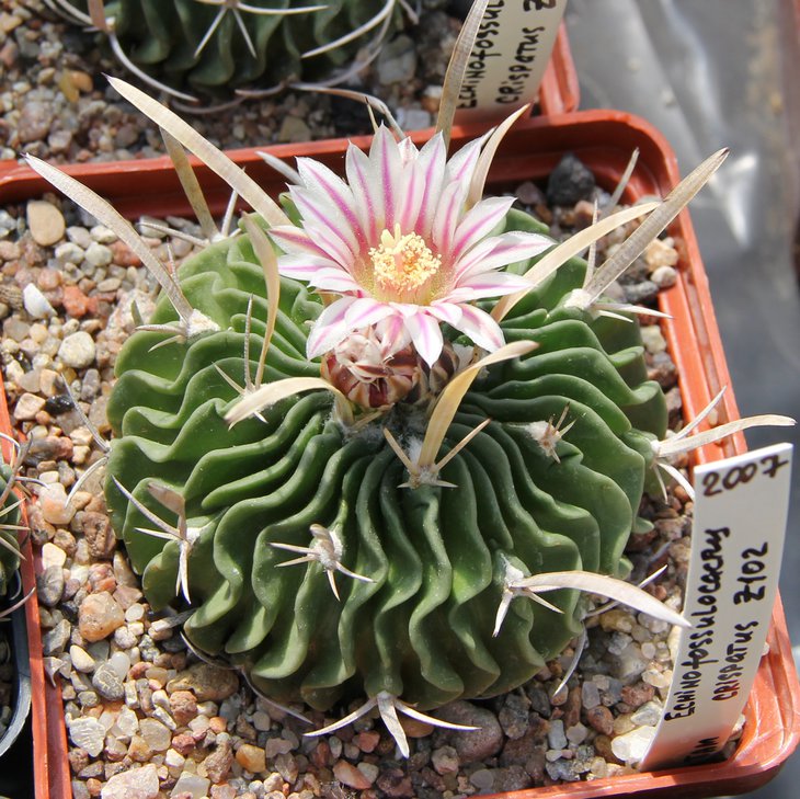 EFC.crispatus Z102.JPG