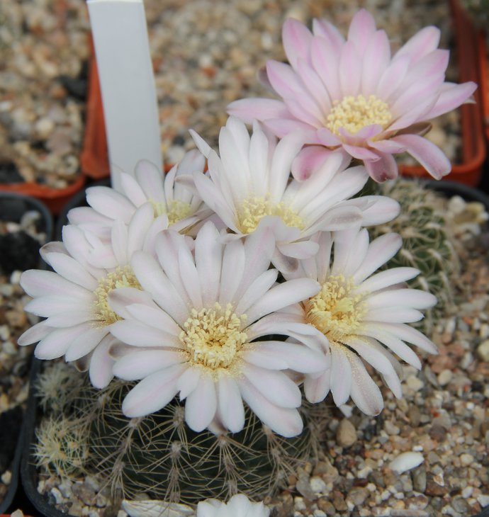 G.albispinum Haage.JPG